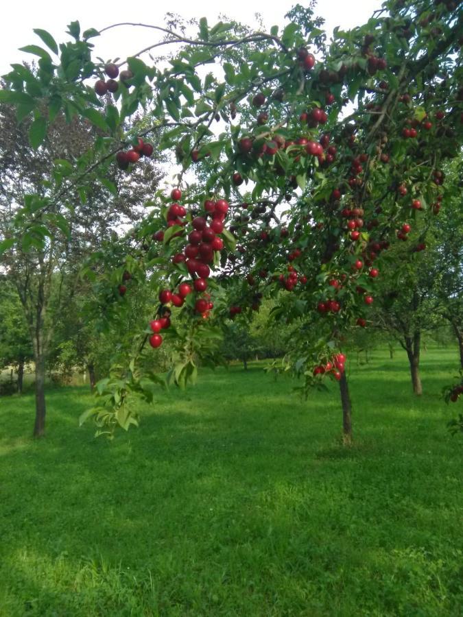 Eco Familia Hotel Pojoga Екстериор снимка